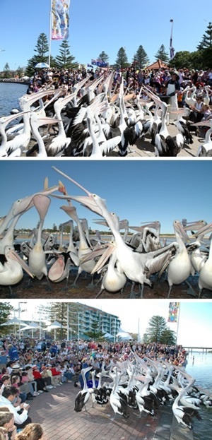 Central Coast Pelican Feeding